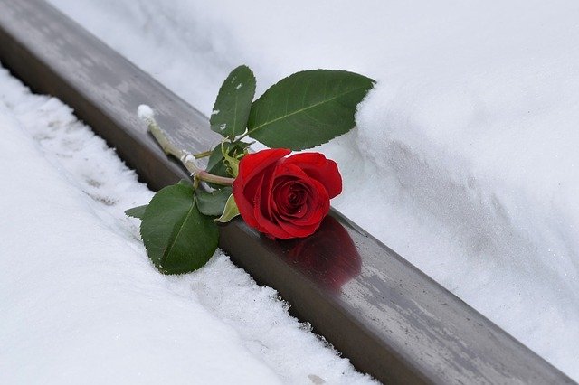 Free download red rose lost love snow winter free picture to be edited with GIMP free online image editor