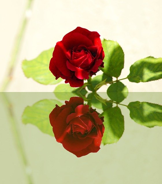 Red Rose Mirror Reflections by OffiDocs for