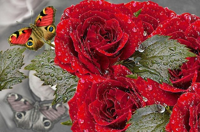 Free download Red Rose Roses Butterfly -  free illustration to be edited with GIMP free online image editor