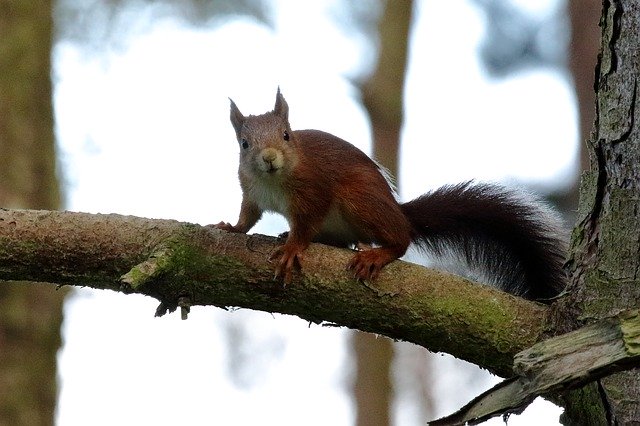 Free download Red Squirrel Formby Wildlife -  free photo or picture to be edited with GIMP online image editor