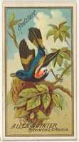 Free download Redstart, from the Birds of America series (N4) for Allen & Ginter Cigarettes Brands free photo or picture to be edited with GIMP online image editor