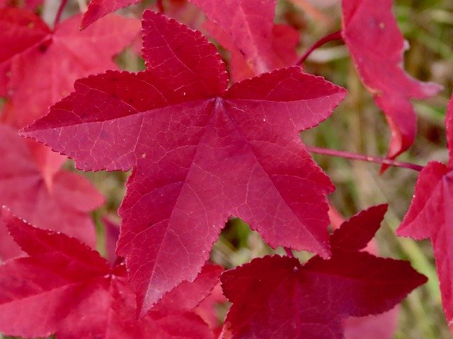 Free download Red Sweet Gum Autumn -  free photo or picture to be edited with GIMP online image editor