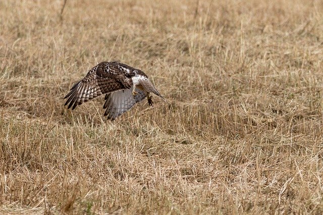 Free download Red Tailed Hawk Bird Nature -  free photo or picture to be edited with GIMP online image editor