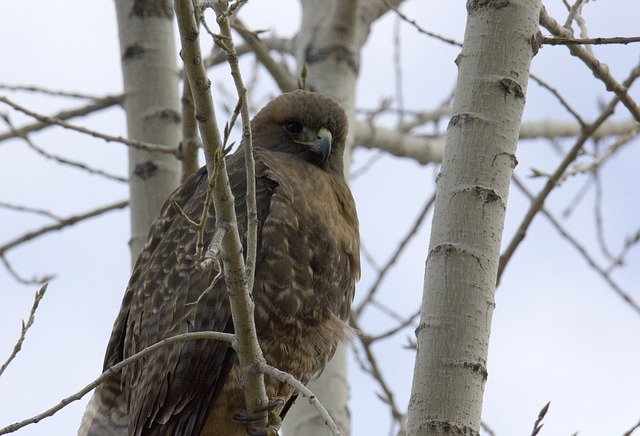 Free download Red Tail Hawk -  free photo or picture to be edited with GIMP online image editor