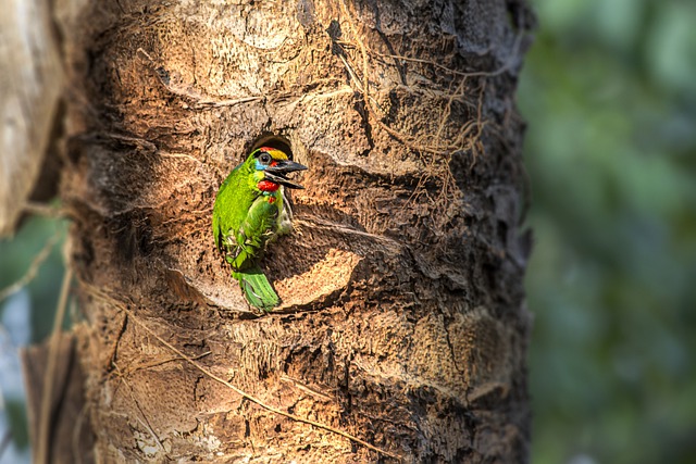 Free download red throated barbet bird animal free picture to be edited with GIMP free online image editor