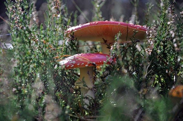 Free download red toadstools red toadstool free picture to be edited with GIMP free online image editor