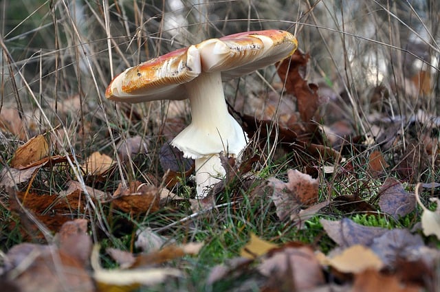 Free download red toadstool toadstool red hat free picture to be edited with GIMP free online image editor