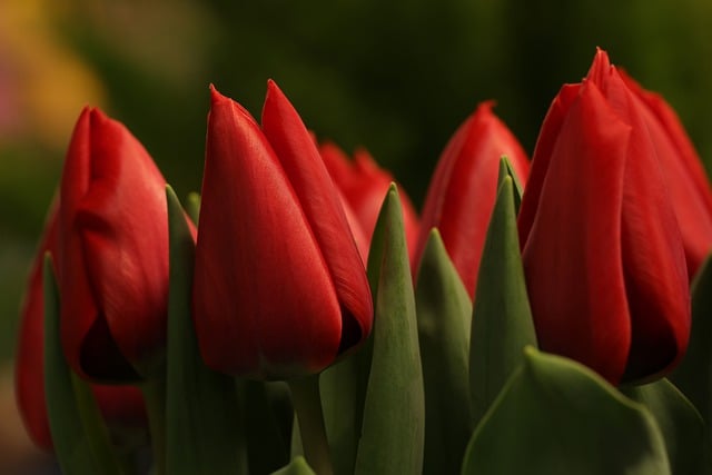 Free download red tulips flowers tulips free picture to be edited with GIMP free online image editor