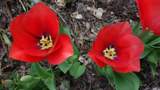 Free download Red Tulips Open -  free photo or picture to be edited with GIMP online image editor