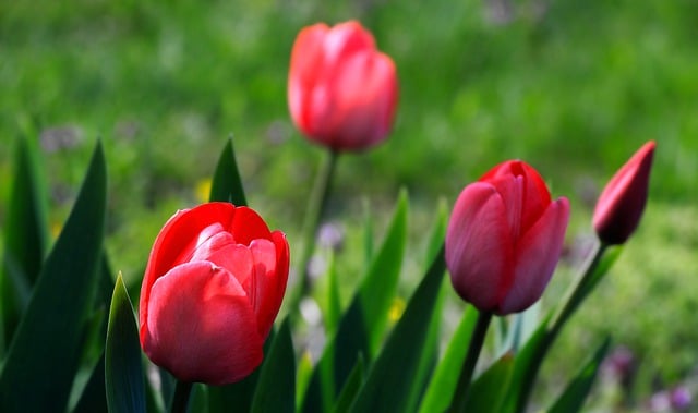 Free download red tulips red flowers tulips free picture to be edited with GIMP free online image editor