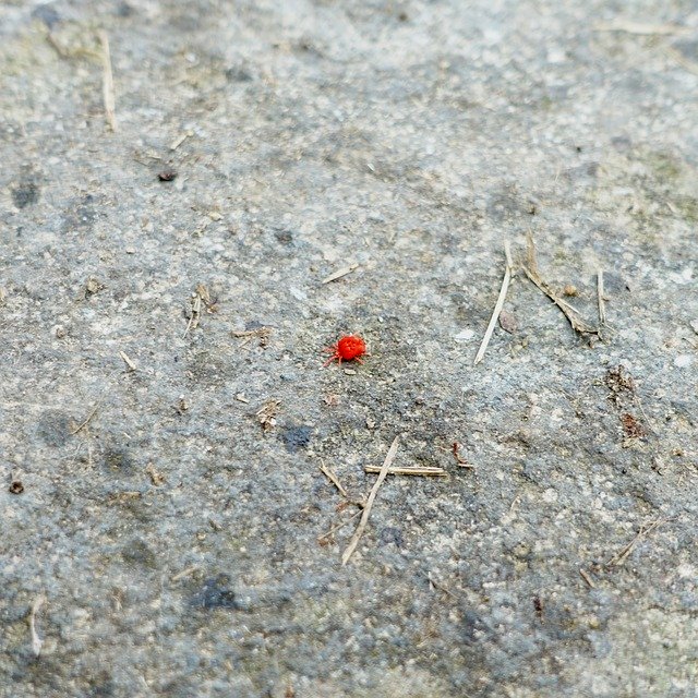 Free download Red Velvet Mite Animal -  free photo or picture to be edited with GIMP online image editor