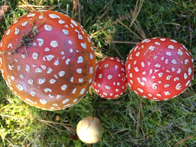 Free download Red White Mushroom Fly -  free photo or picture to be edited with GIMP online image editor