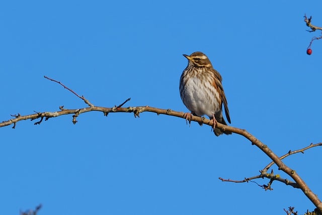 Free download redwing bird branch nature free picture to be edited with GIMP free online image editor