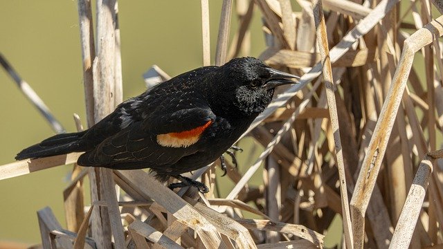 Free download Redwing Blackbird Eyes Marsh Bull -  free photo or picture to be edited with GIMP online image editor