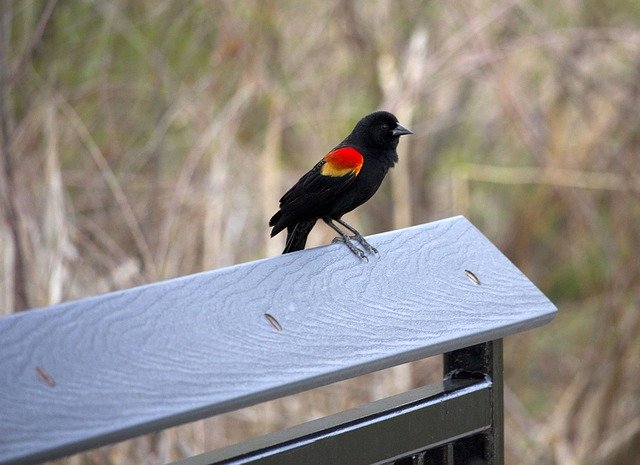 Free download Redwing Blackbird Fence -  free photo or picture to be edited with GIMP online image editor