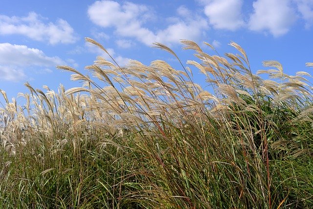 Free download Reed Autumn Nature Silver -  free photo or picture to be edited with GIMP online image editor