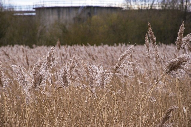 Free download Reed Bed Bull Rushes Water -  free photo or picture to be edited with GIMP online image editor