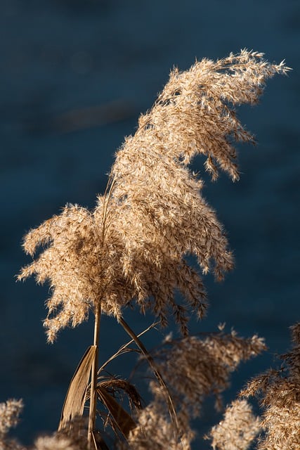 Free download reed cane grass plant fall free picture to be edited with GIMP free online image editor