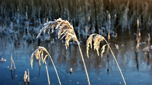 Free download Reed Frozen Snow -  free photo or picture to be edited with GIMP online image editor