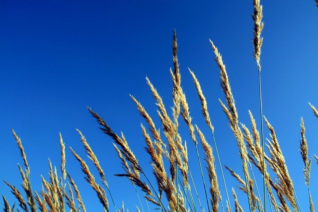 Free download Reed Natural Views -  free photo or picture to be edited with GIMP online image editor