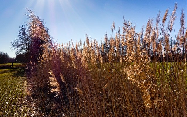 قم بتنزيل Reed Nature Glowing مجانًا - صورة مجانية أو صورة ليتم تحريرها باستخدام محرر الصور عبر الإنترنت GIMP