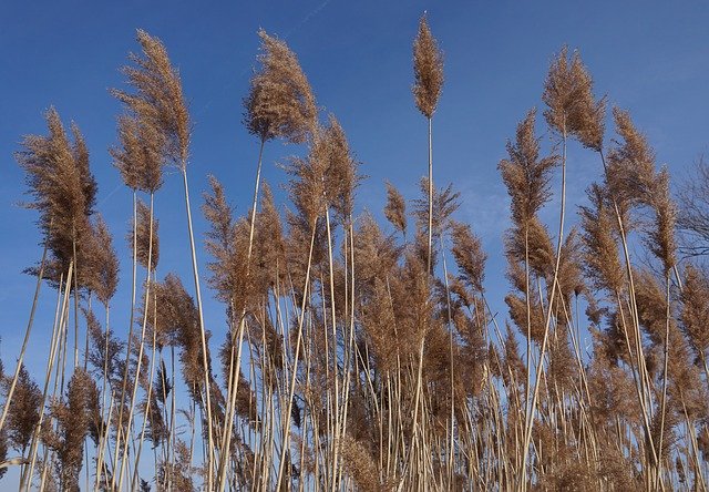 Free download Reed Nature Sky -  free photo or picture to be edited with GIMP online image editor