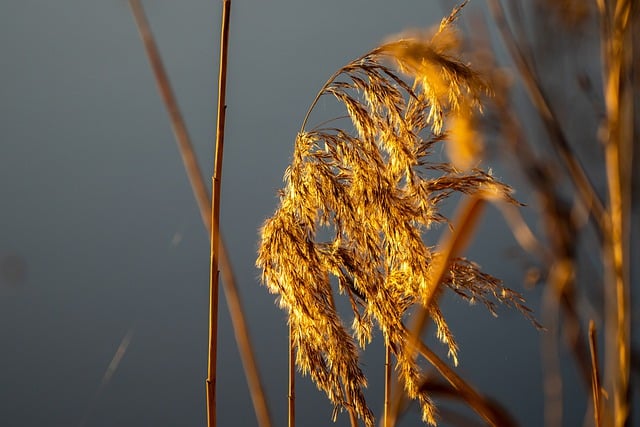 Free download reed nature swamp plant marsh free picture to be edited with GIMP free online image editor