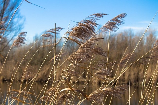 Free download Reed Plume Waterfront -  free photo or picture to be edited with GIMP online image editor