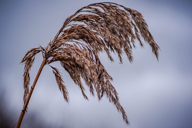 Free download Reed Rain Close Up Drop Of -  free photo or picture to be edited with GIMP online image editor