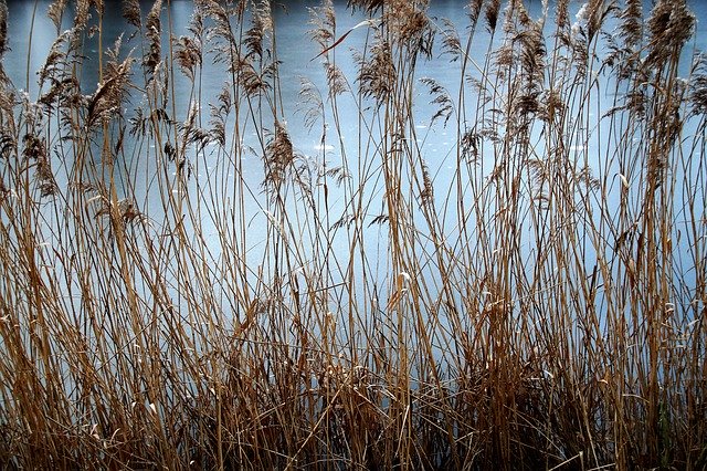 Free download Reeds Dry Reed -  free photo or picture to be edited with GIMP online image editor