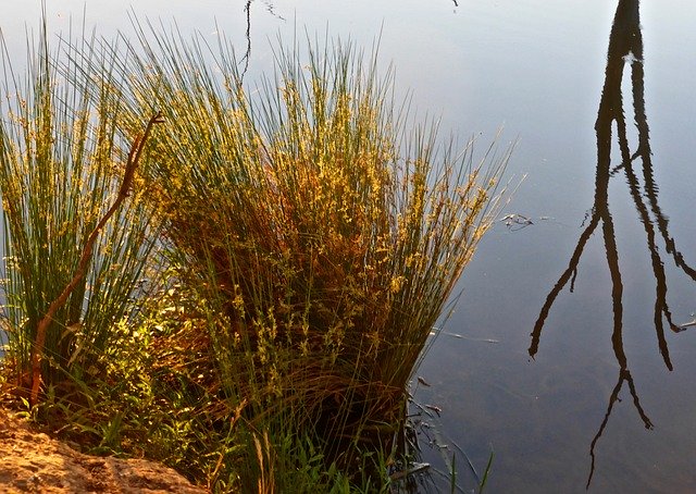 Free download Reeds Reflection Landscape -  free photo or picture to be edited with GIMP online image editor