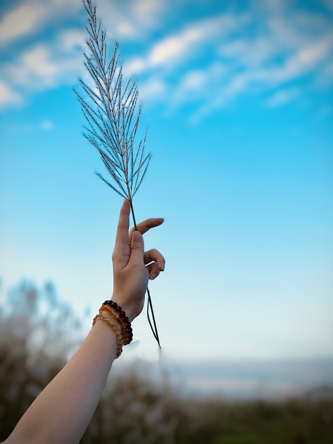 Free download reeds sky peaceful outdoors travel free picture to be edited with GIMP free online image editor