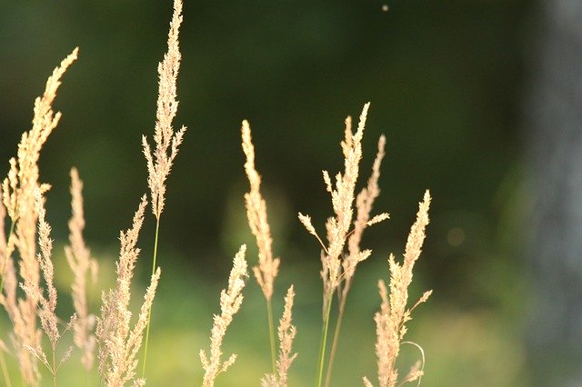 Free download Reeds Sunset Gold -  free photo or picture to be edited with GIMP online image editor