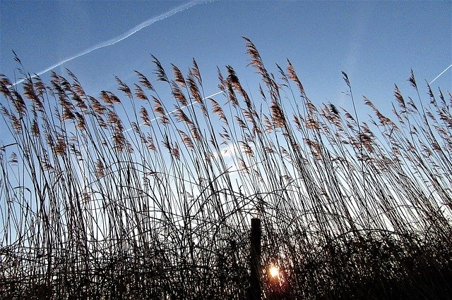 Free download Reed Sunrise Wind -  free photo or picture to be edited with GIMP online image editor