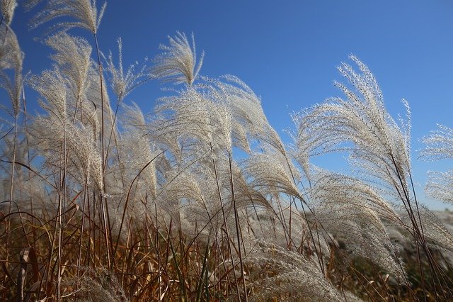 Free download Reed Wind Nature -  free photo or picture to be edited with GIMP online image editor