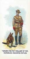 Free download Regimental Pets Cigarette Trading Cards, 1911 free photo or picture to be edited with GIMP online image editor