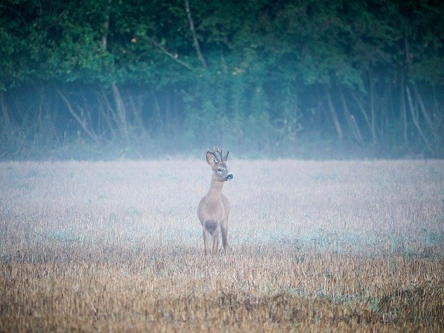 Free download Reh Rehbock Wildlife -  free photo or picture to be edited with GIMP online image editor