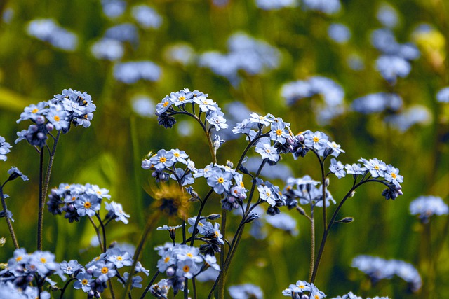 Téléchargement gratuit se souvenir de moi fleurs sauvages printemps image gratuite à éditer avec l'éditeur d'images en ligne gratuit GIMP