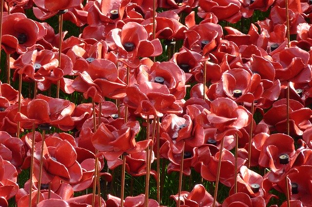 Free download Remembrance Centenary Poppies -  free photo or picture to be edited with GIMP online image editor