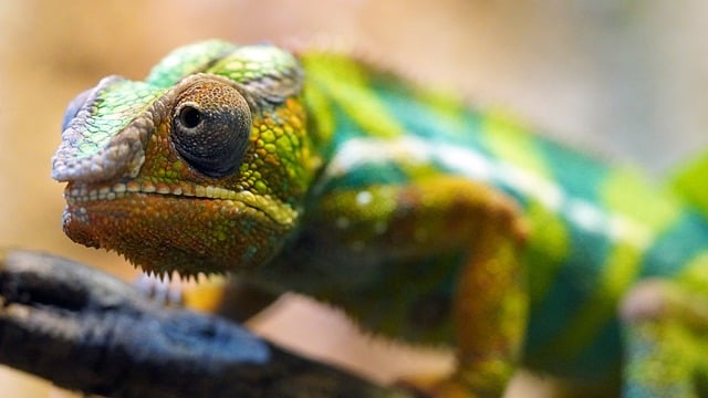 Free download reptile chameleon animal free picture to be edited with GIMP free online image editor