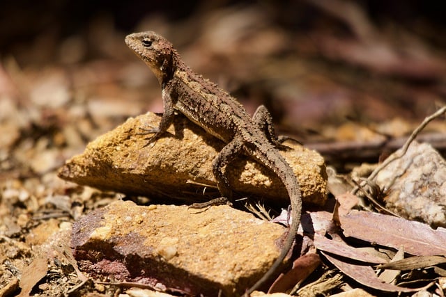 Free download reptile lizard mountain dragon free picture to be edited with GIMP free online image editor