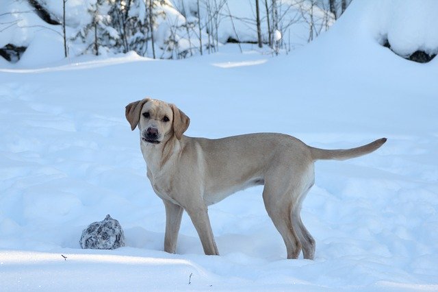 Free download Retriever Dog Yellow Labrador -  free photo or picture to be edited with GIMP online image editor