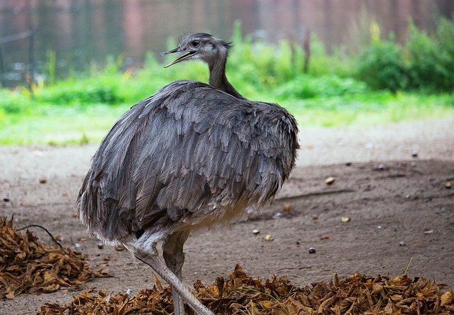 Free download Rhea Bird Flightless Big -  free photo or picture to be edited with GIMP online image editor