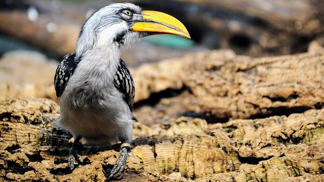 Free download rhinoceros horn birds v hornbill free picture to be edited with GIMP free online image editor