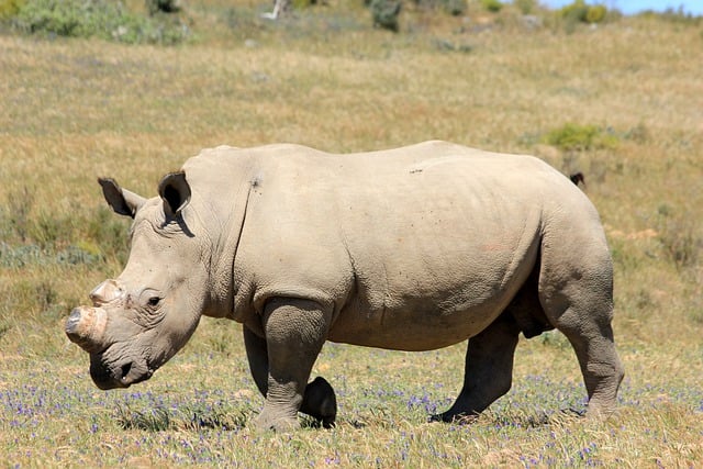 Free download rhinoceros mammal rhino free picture to be edited with GIMP free online image editor