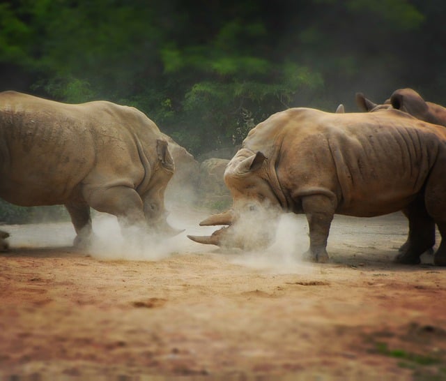 Free download rhinoceros rhino combat mammal free picture to be edited with GIMP free online image editor