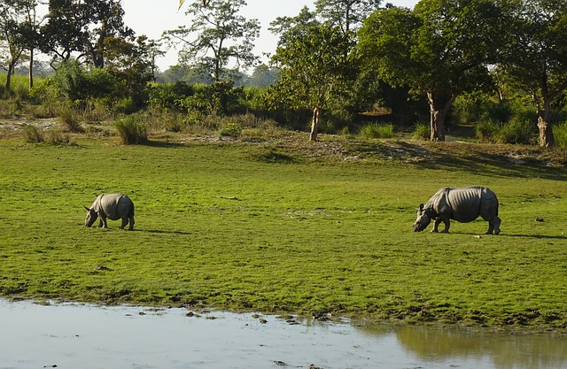 ດາວໂຫຼດຟຣີ rhinoceros rhino one horned animal free picture to be edited with GIMP free online image editor