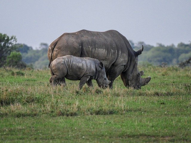 Free download rhino cub wolf down savannah free picture to be edited with GIMP free online image editor