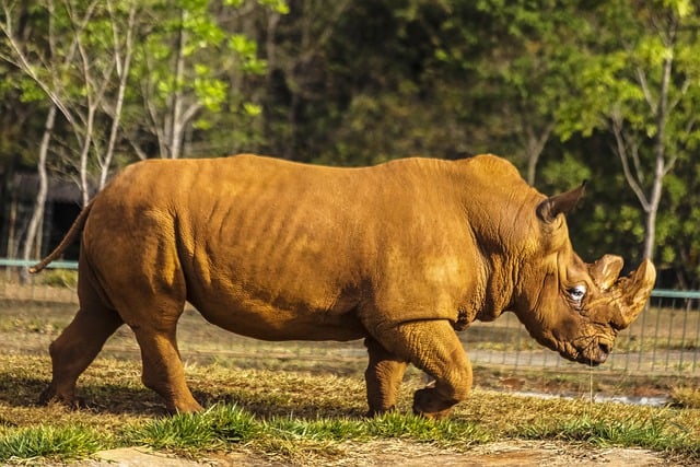 Free download rhino rhinoceros cage zoo brazil free picture to be edited with GIMP free online image editor