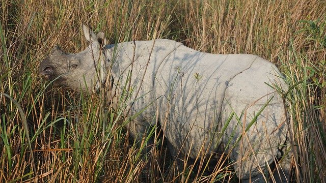 Free download Rhino Rhinoceros India -  free photo or picture to be edited with GIMP online image editor